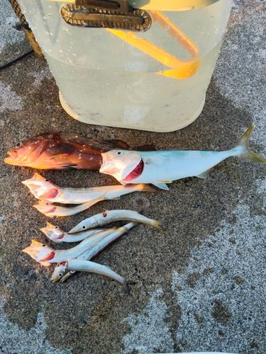 ワカシの釣果
