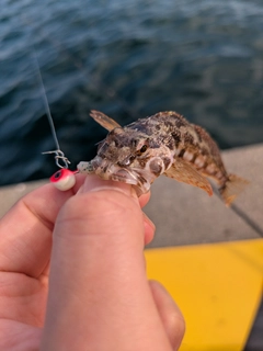 アナハゼの釣果