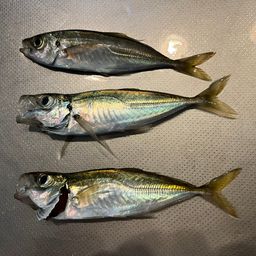 アジ