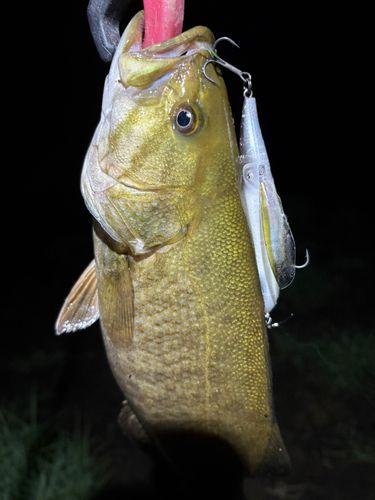 スモールマウスバスの釣果