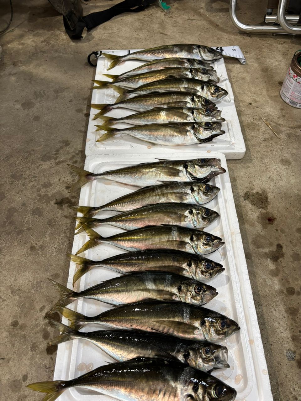 MASA47さんの釣果 3枚目の画像