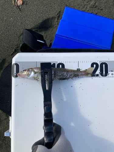 キスの釣果