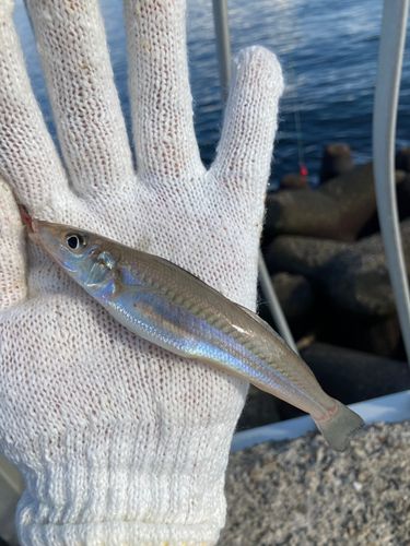 キスの釣果