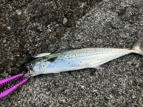 サゴシの釣果