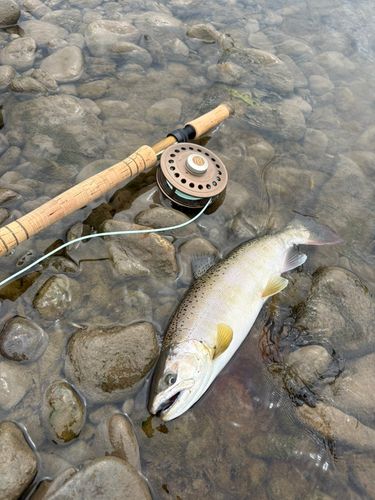 ヤマメの釣果