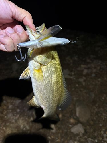スモールマウスバスの釣果