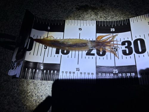 釣果