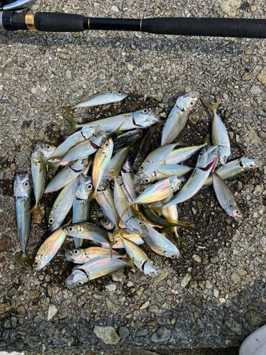 アジの釣果