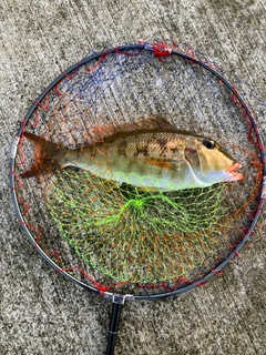 ホオアカクチビの釣果