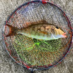 ホオアカクチビ