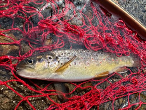 ブラウントラウトの釣果