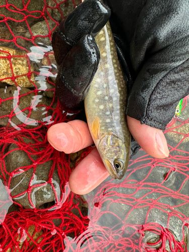 エゾイワナの釣果