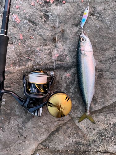 マサバの釣果
