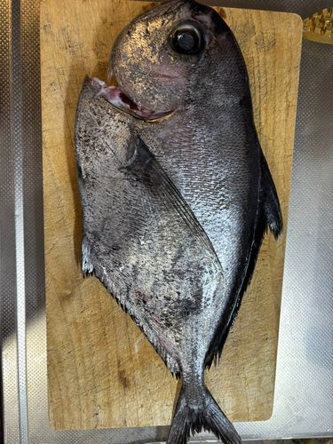 シマガツオの釣果