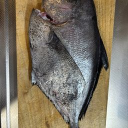 シマガツオ