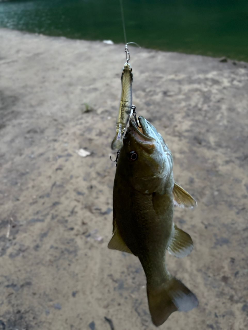 スモールマウスバス