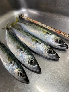 ゴマサバの釣果