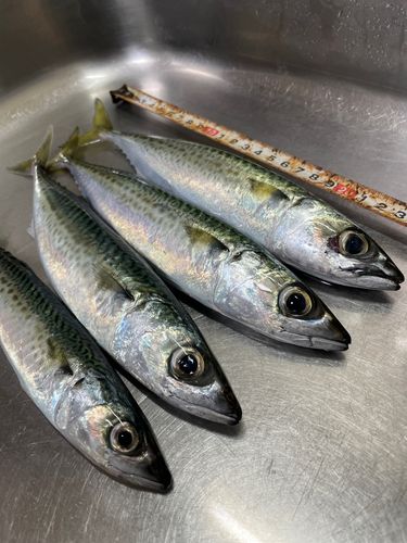 ゴマサバの釣果