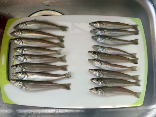 キスの釣果