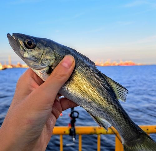 セイゴ（マルスズキ）の釣果