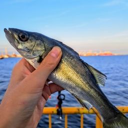 セイゴ（マルスズキ）