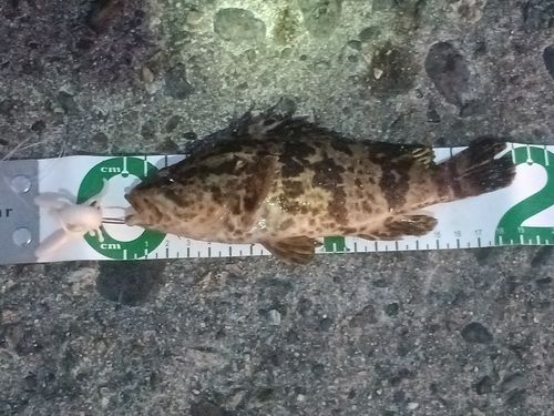 タケノコメバルの釣果