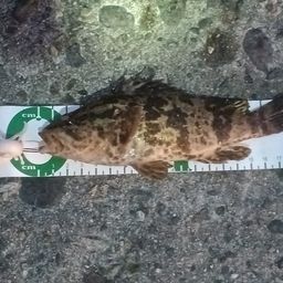 タケノコメバル