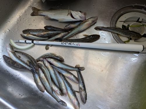 ハゼの釣果