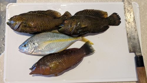 シマアジの釣果