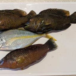 シマアジ