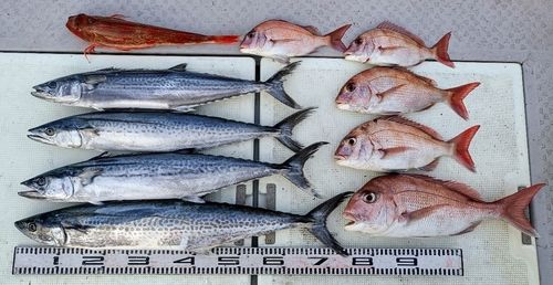 サワラの釣果