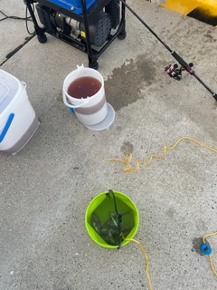 アジの釣果