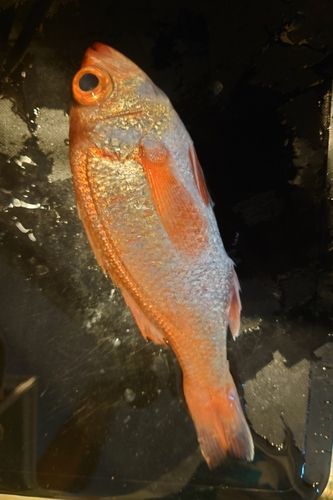 アカムツの釣果