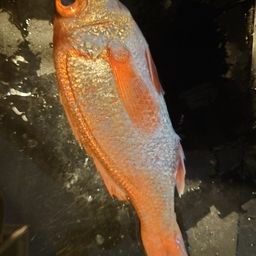 アカムツ
