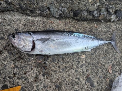 ソウダガツオの釣果