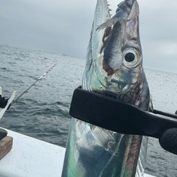タチウオ