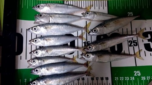 サバの釣果