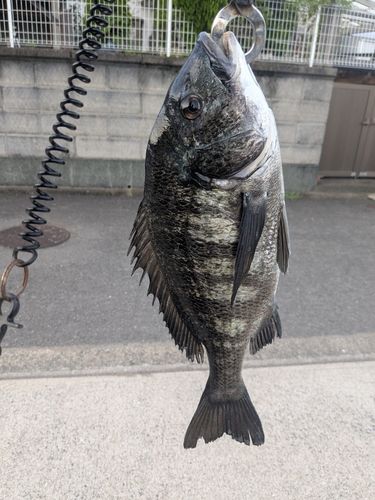 チヌの釣果