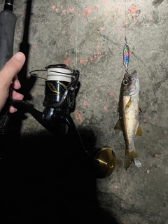 ムツの釣果