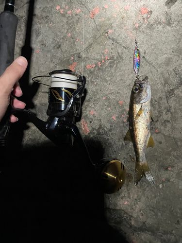 ムツの釣果