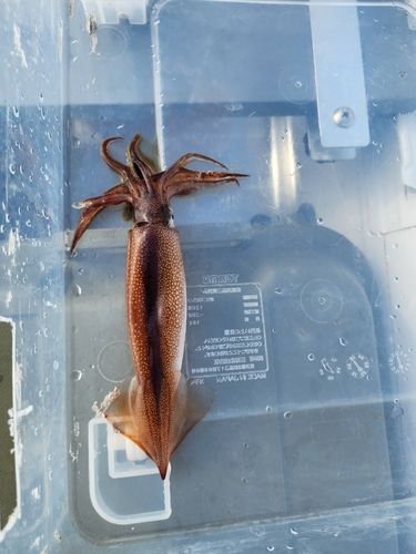 マイカの釣果