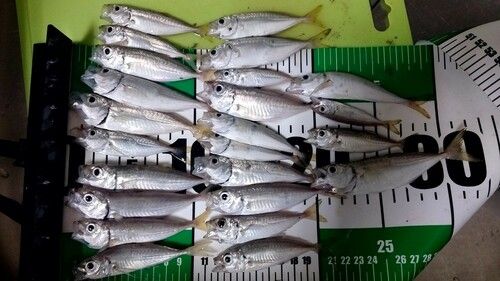 アジの釣果