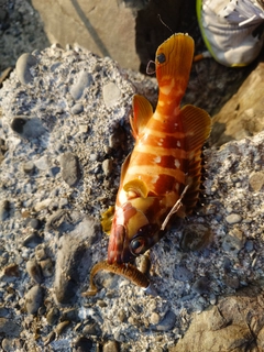 アカハタの釣果