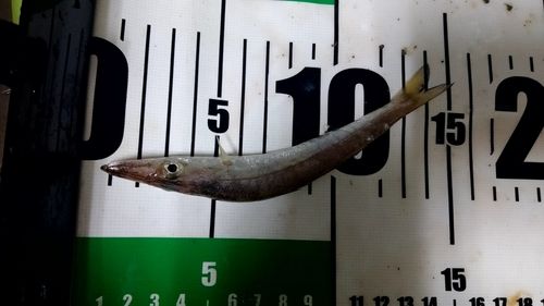 カマスの釣果