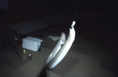 ウナギの釣果