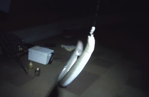 ウナギの釣果