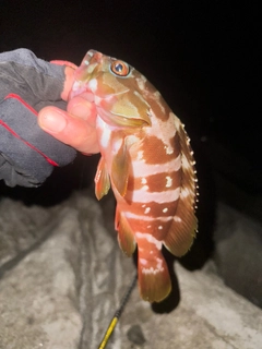 カサゴの釣果