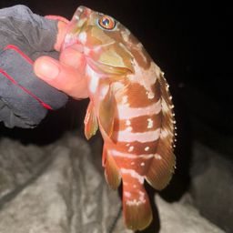 カサゴ