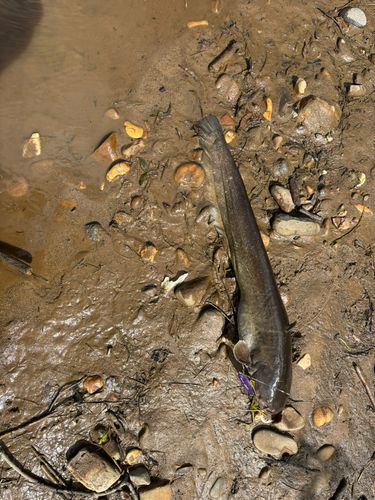 ナマズの釣果