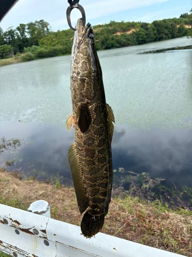 ライギョの釣果